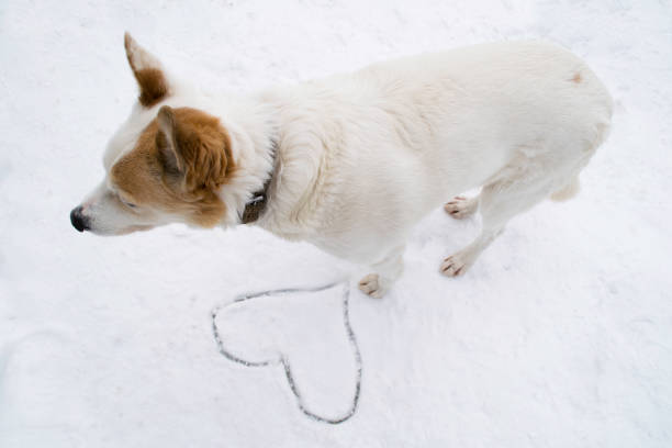 istock White dog and drawn heart in the snow 1171102733