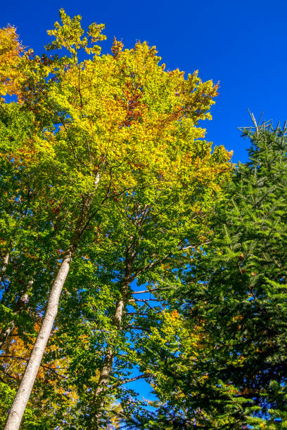 istock autumn background with colorful trees 1171103487