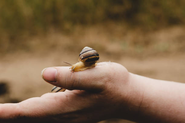 istock Grape Snail (Helix pomatia) crawling on the female palm. Light brown tones. 1171103556