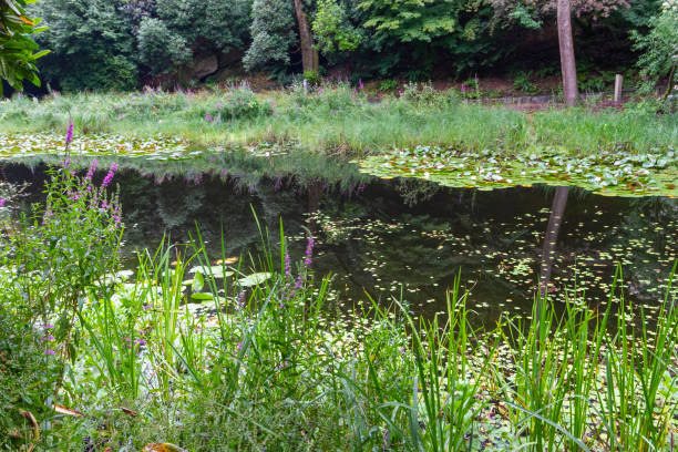 istock Reflection in lily-covered lake in Portmeirion 1171108379