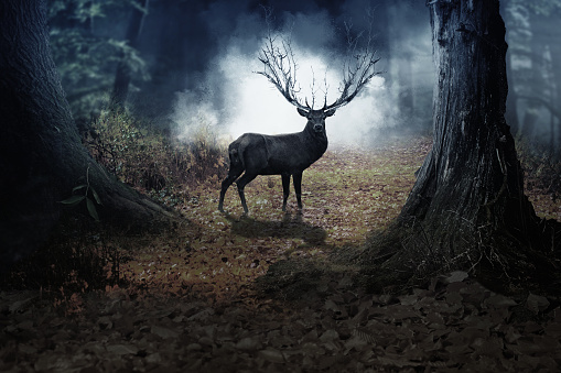 deer in the nature