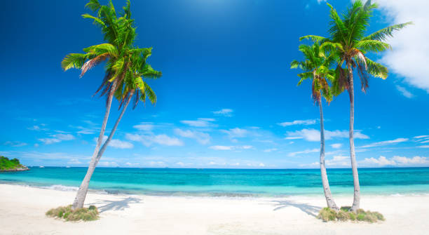 istock panoramic tropical beach with coconut palm 1171117445