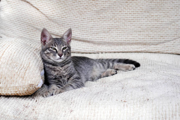 It is chritms time, a tabby cat with white spots is lying on wooden floor, christmas lights in background