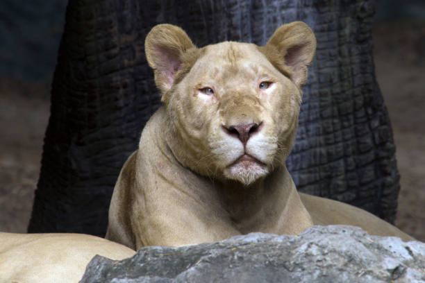um retrato de uma leoa no jardim zoológico - indochina wild animals cats travel locations - fotografias e filmes do acervo