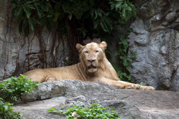 un ritratto di una leonessa nello zoo - indochina wild animals cats travel locations foto e immagini stock