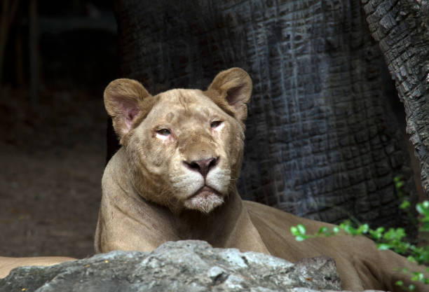 un ritratto di una leonessa nello zoo - indochina wild animals cats travel locations foto e immagini stock