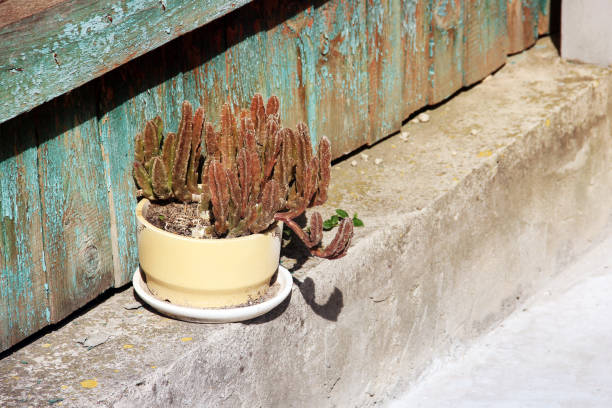 istock Potted plant stands outside in the sun 1171118094