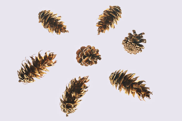istock Winter natural composition made of cones on pastel gray background, isolated. 1171118253