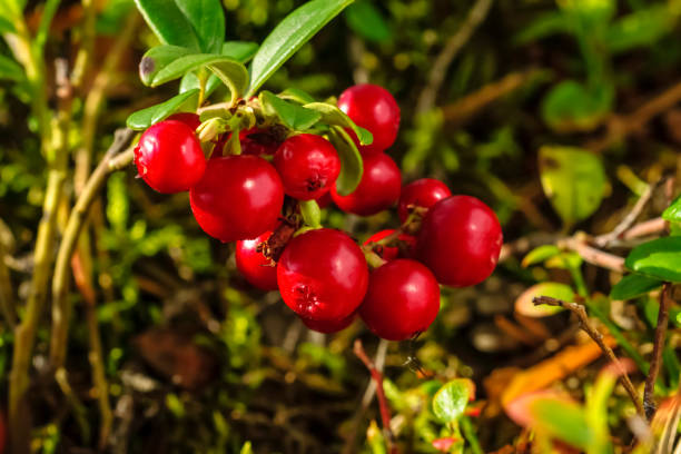 istock Bunch of wild ripe red forest lingonberries on bush 1171119593