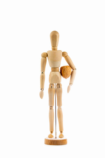 istock articulated dummy holding a nut in white background 1171119778