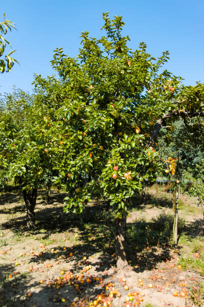 istock Eco farm with biological orchard, organic apples ripening on apple tree 1171120889