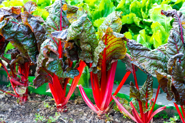 Sour leaf vegetable red rhubarb growing in garden Sour leaf culinair vegetable red rhubarb growing in garden rhubarb photos stock pictures, royalty-free photos & images