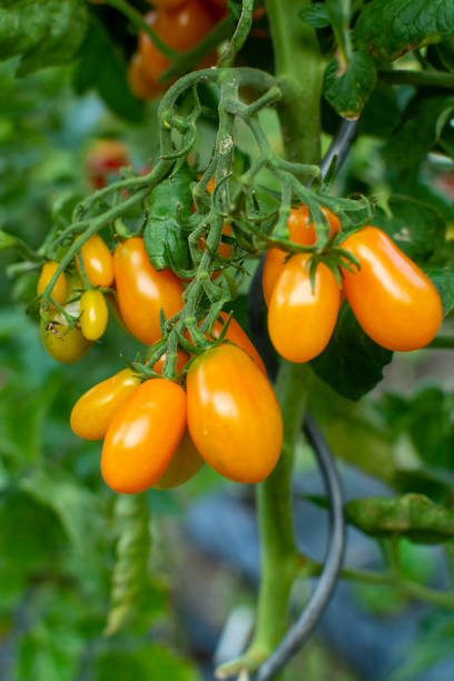 istock Vine of ripe yellow grape tomatoes ready to eat 1171120901