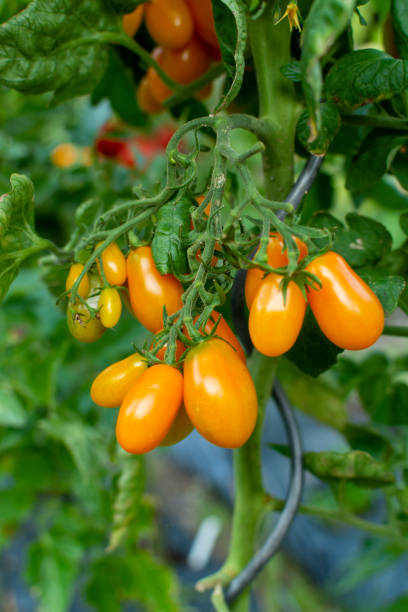 istock Vine of ripe yellow grape tomatoes ready to eat 1171120905