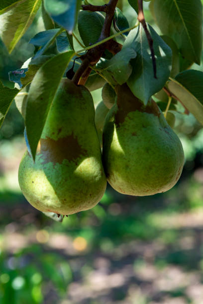 istock Eco farm with biological orchard, organic conference pear fruit ripening on tree 1171120954