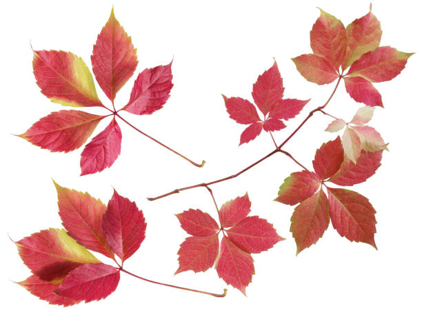 istock Red autumn wild grape branch with orange leaves set isolated on white background 1171121402