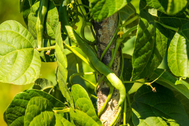 istock green beans, cultivation in a garden 1171121547