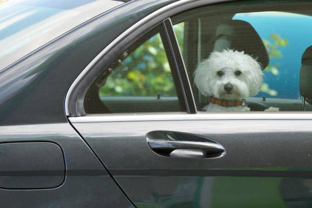 istock Puppy looking out from the car window 1171123412