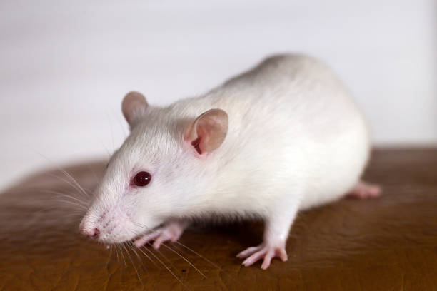 istock White funny domestic pet rat. 1171124717