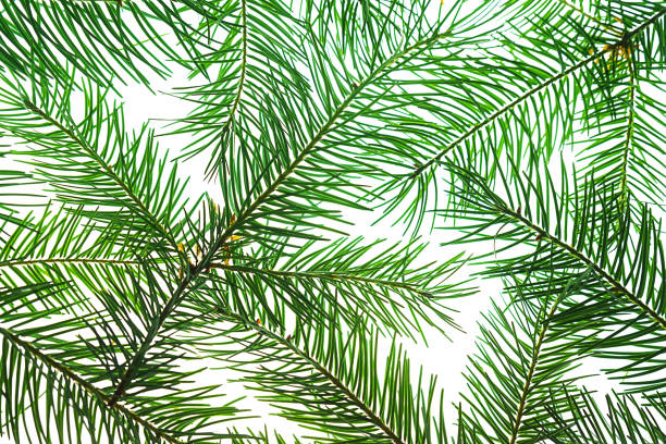 istock Creative Christmas composition made of green fir tree branches on white background, isolated. 1171125162