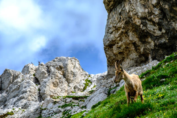 istock Capricorns in the Julian alps 1171125767