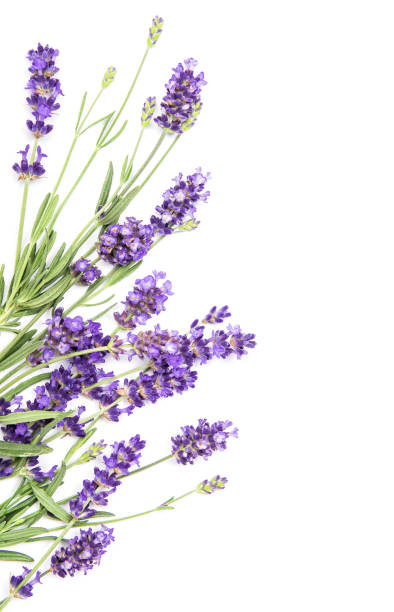istock Lavender flowers on white background. Floral border 1171126959