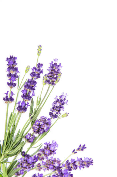 istock Lavender flowers white background Floral 1171126965
