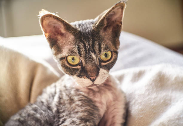 istock Hairless Canadian Sphinx posing on camera 1171127513