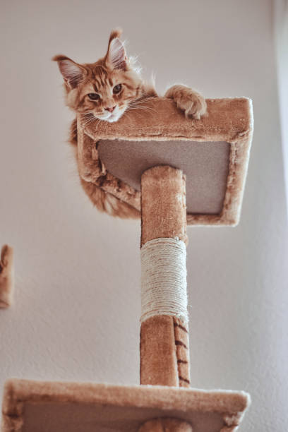 istock Ginger maine coon kitten is lying on special cat's furniture. 1171127621