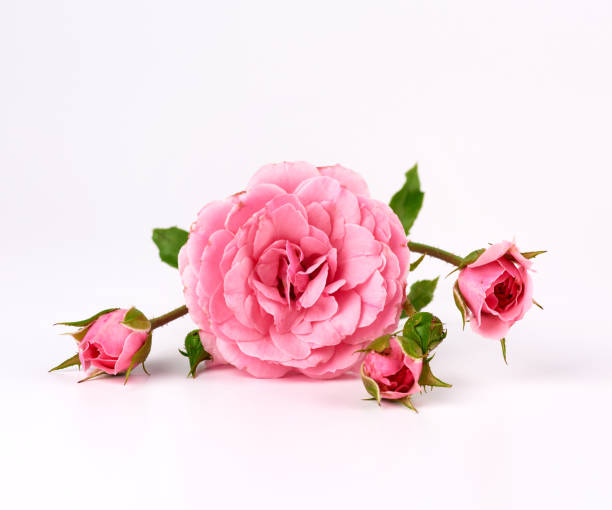 istock twig with a bud of a blooming pink rose on a white background 1171128318