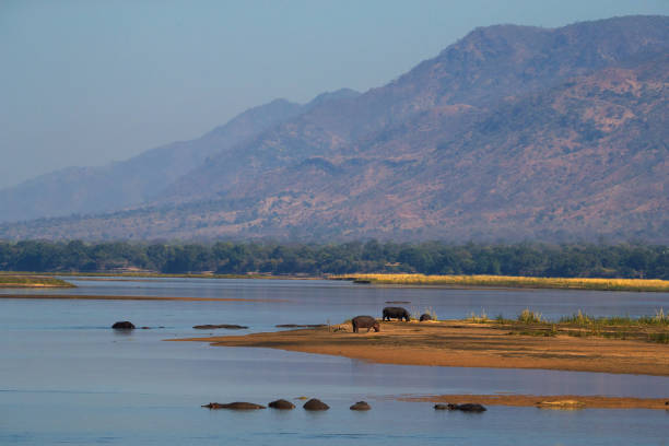 istock hippo in savannah in tanzania 1171130349