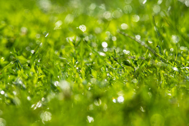 Green grass under water drops sun day light close up