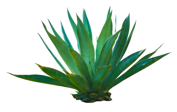 istock exotic plant agave isolated on white background 1171132278