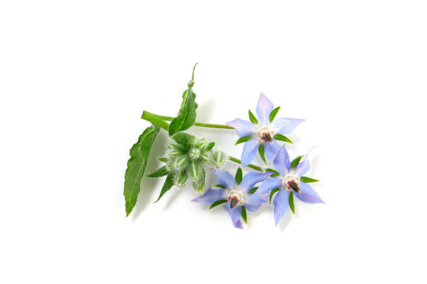 istock flowers of borago on a white background 1171133172
