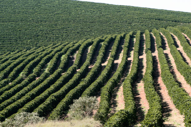 istock Farm coffee plantation in Brazil 1171133582