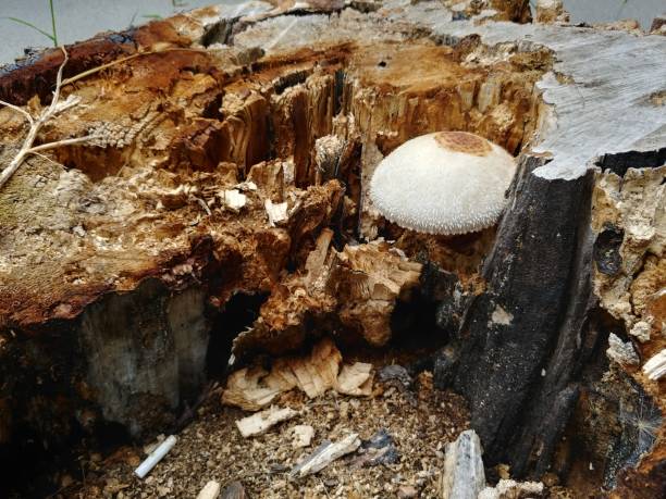 white fungus mushrom grow inside tree stump destroy it from within