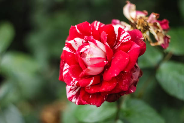 istock Opened bud, red rose flower with white spots and stripes. 1171136324