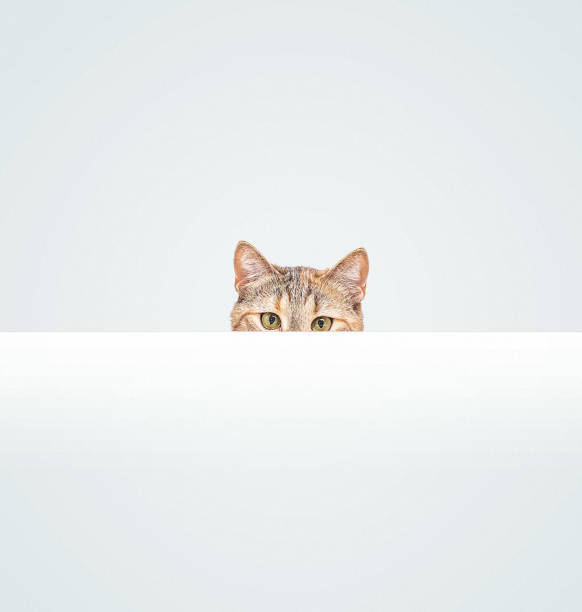 Big-headed british short hair cat trying to hide under the marble table