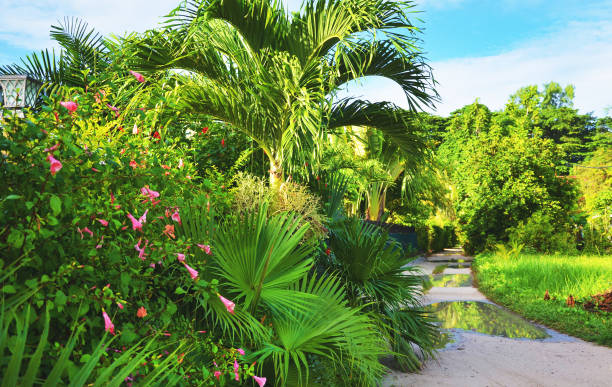 istock Streets of La Digue, Seychelles 1171138150