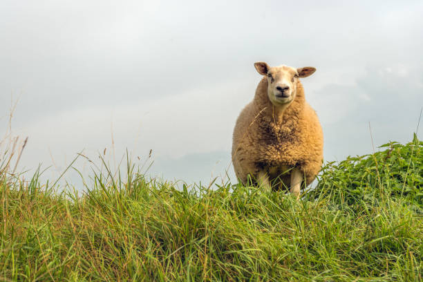 istock Portrait of one sheep 1171138205
