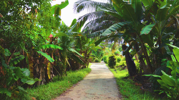 istock Streets of La Digue, Seychelles 1171138273