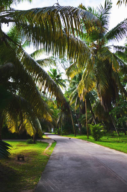 istock Streets of La Digue, Seychelles 1171138853