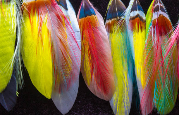 istock Colorful bird feathers on a black background 1171138861