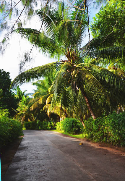 istock Streets of La Digue, Seychelles 1171139397