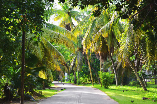istock Streets of La Digue, Seychelles 1171139494