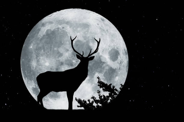 istock Silhouette in front of a full moon with tree and proud deer with antler 1171144541