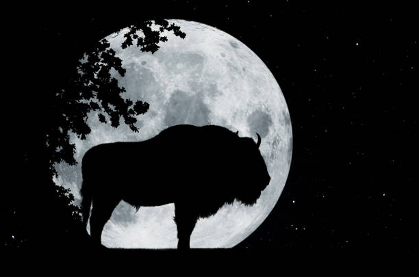 istock Silhouette in front of a full moon with tree and proud buffalo 1171144555