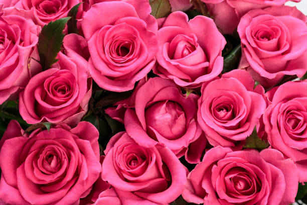 istock Background image of beautiful pink roses 1171144557