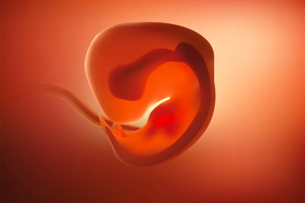 The image of the embryo or the egg in the mother's womb has a reddish tint. The image of the embryo or the egg in the mother's womb has a reddish tint. human embryo photos stock pictures, royalty-free photos & images