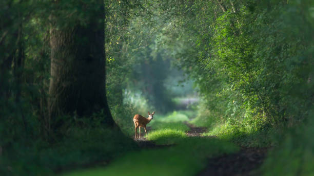 Alert roe deer on a summer forest trail.